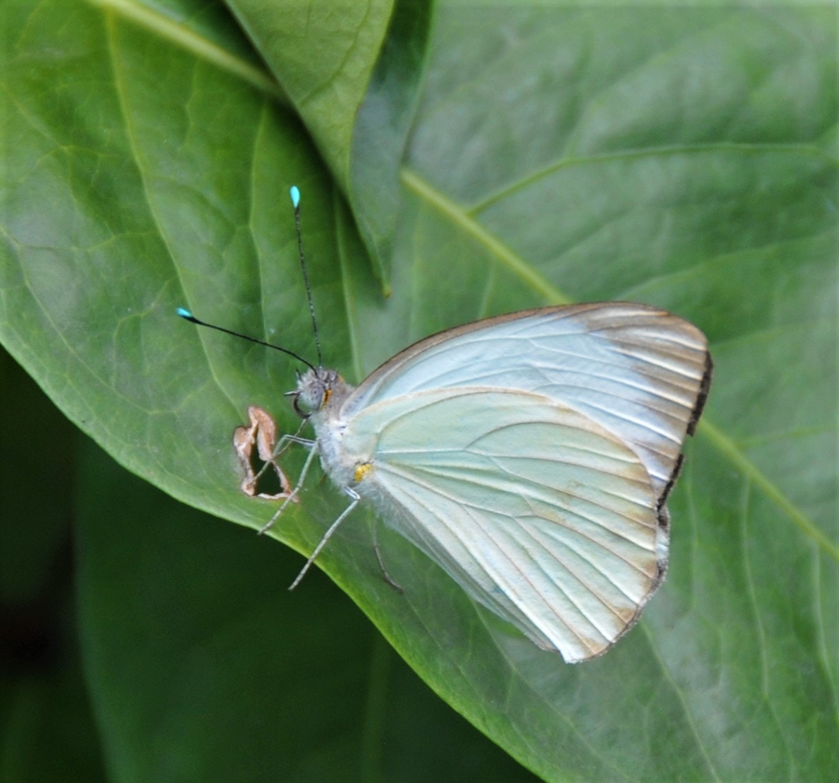 Nikon D300 sample photo. Butterfly in medellin photography