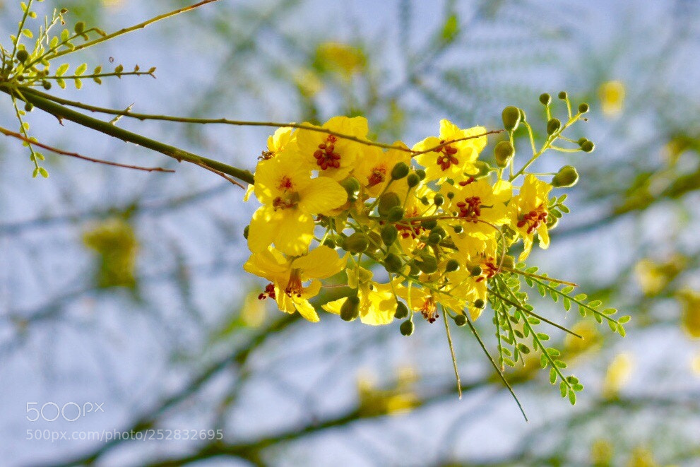 Nikon D3400 sample photo. Yellow flowers in spring! photography