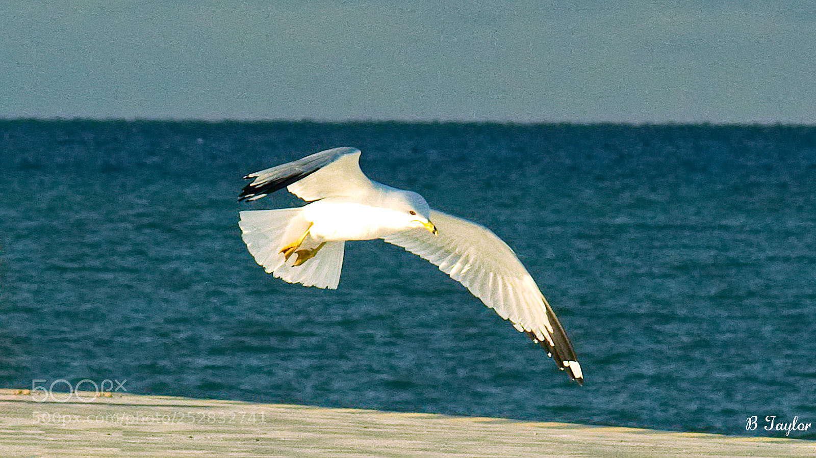 Sony SLT-A57 sample photo. In for landing photography