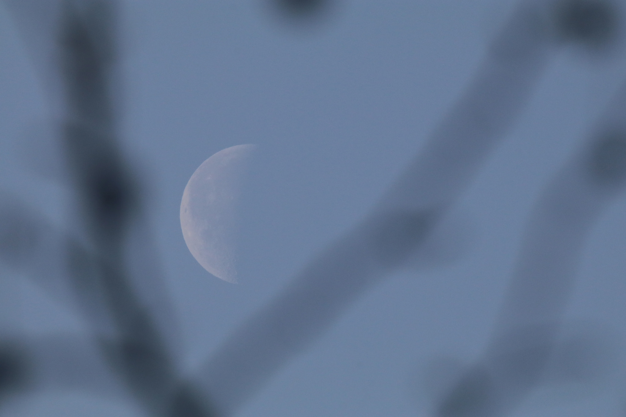 Tamron SP 150-600mm F5-6.3 Di VC USD sample photo. 月初枝头at the beginning of the month branches photography