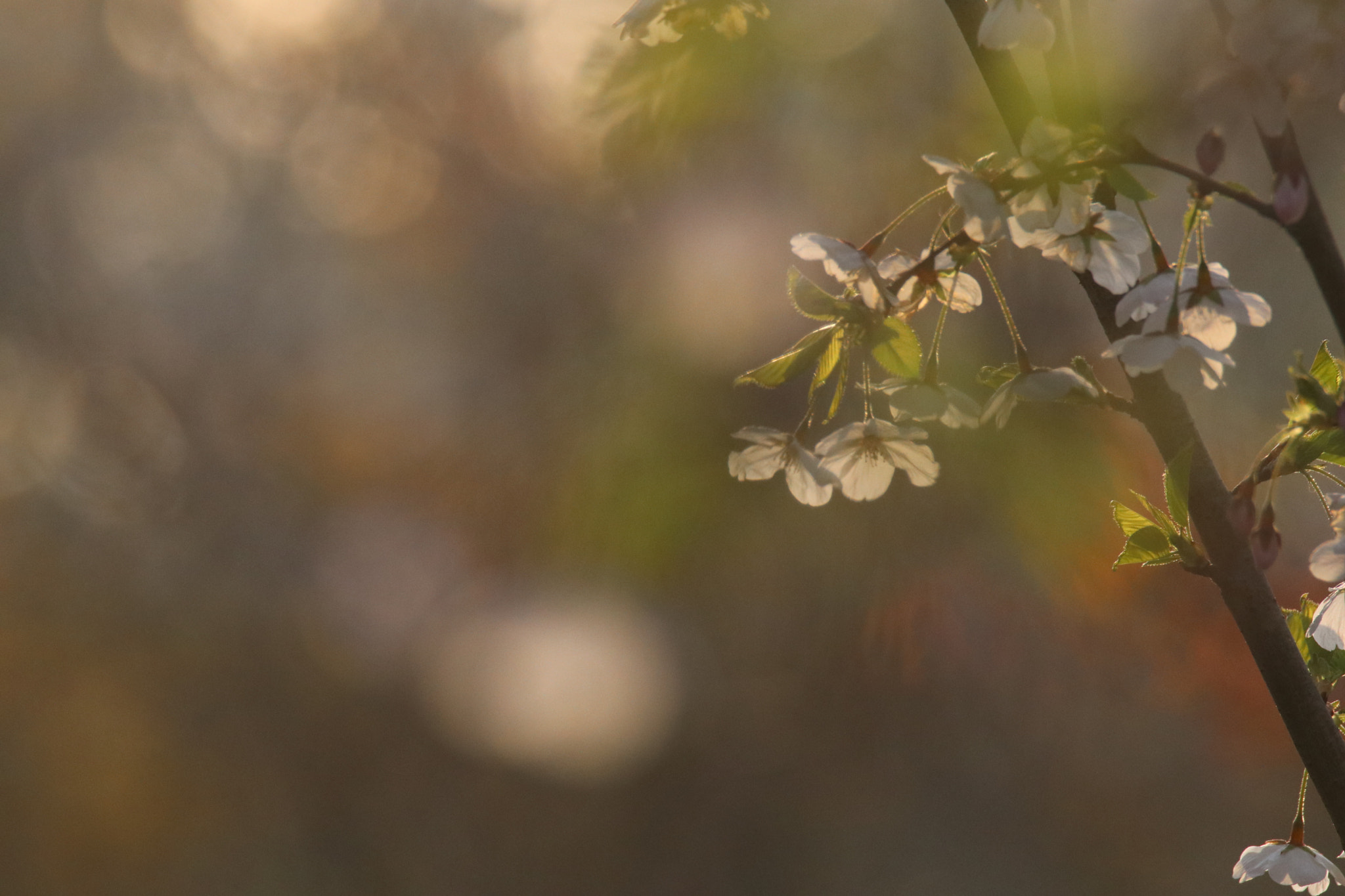 Tamron SP 150-600mm F5-6.3 Di VC USD sample photo. 难掩繁花conceal the flowers photography