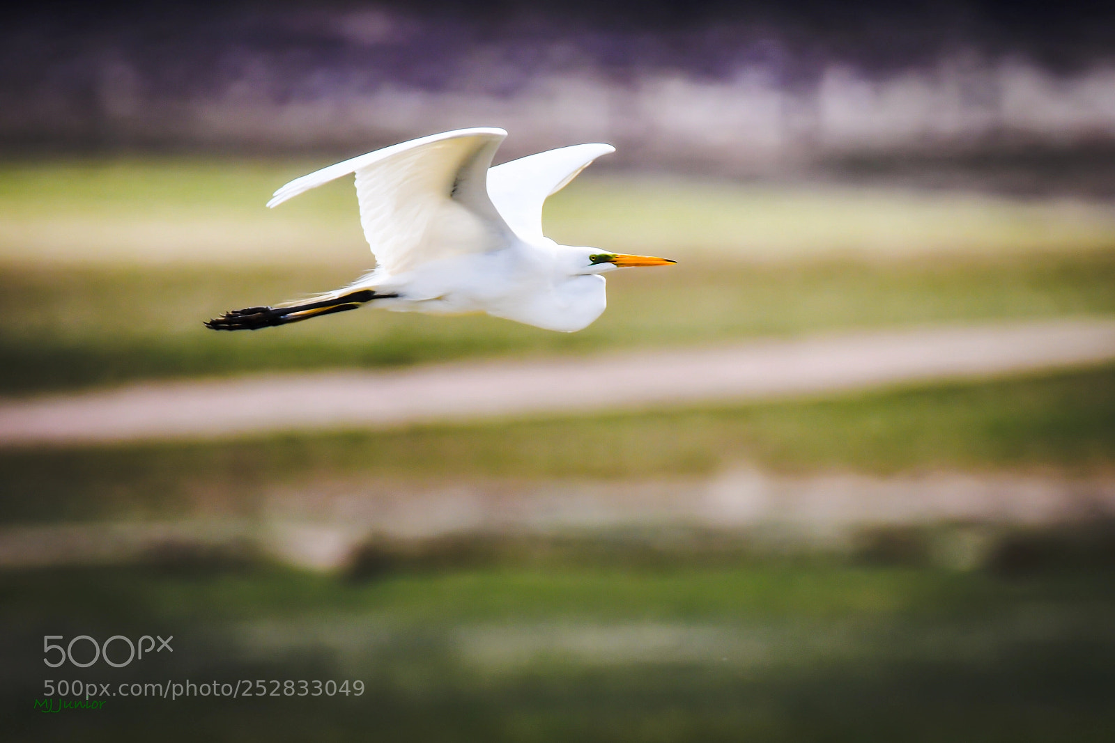 Nikon D7500 sample photo. White heron 0001... photography