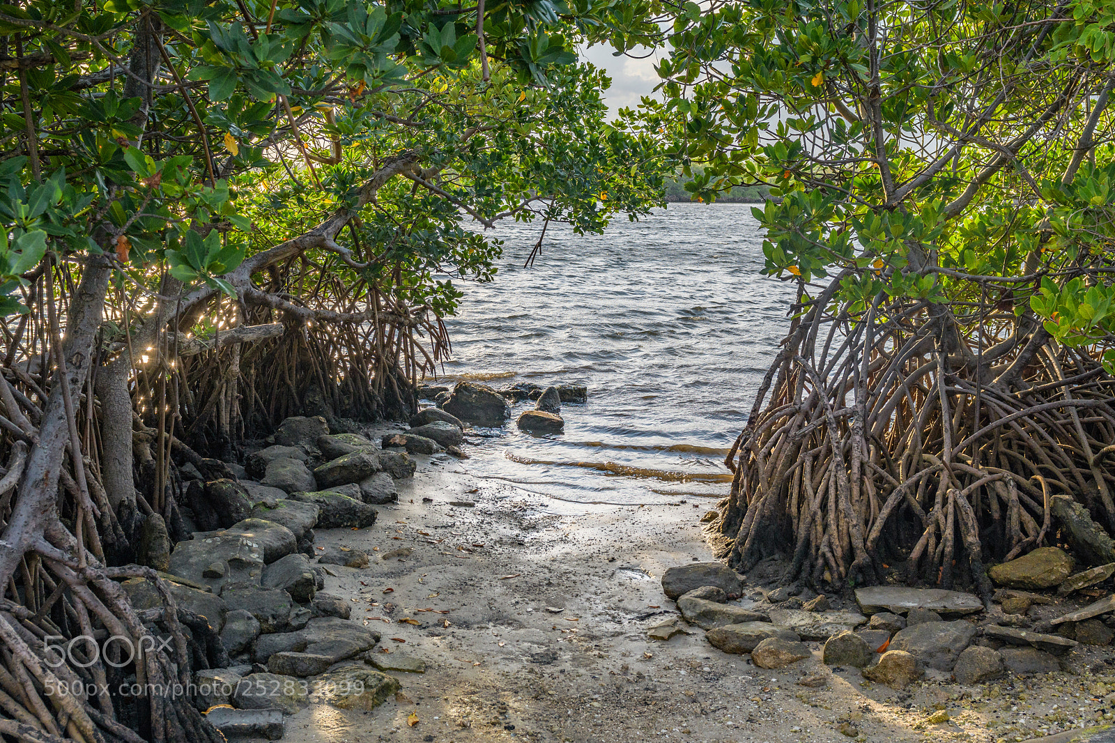 Nikon D500 sample photo. Macaurthur park palm beach photography