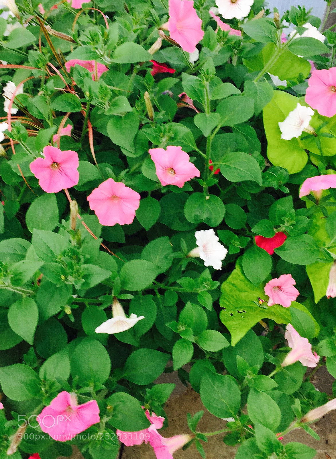Apple iPhone 6 sample photo. Img photography