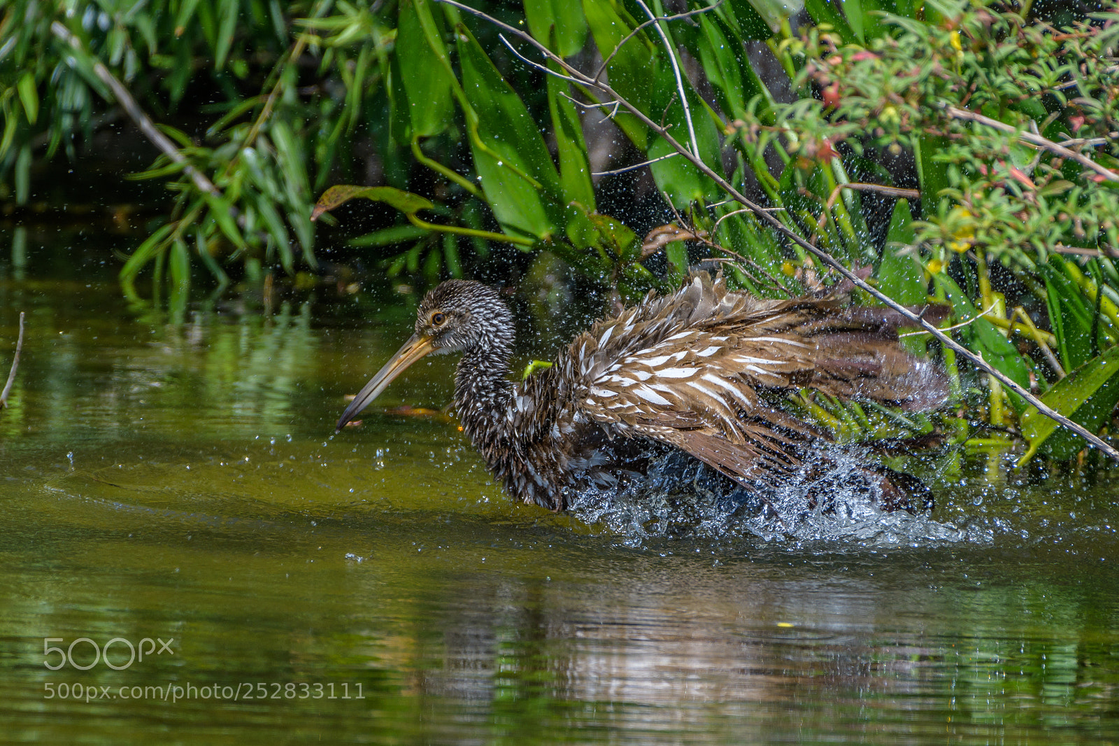 Nikon D500 sample photo. Limpkin peaceful waters photography