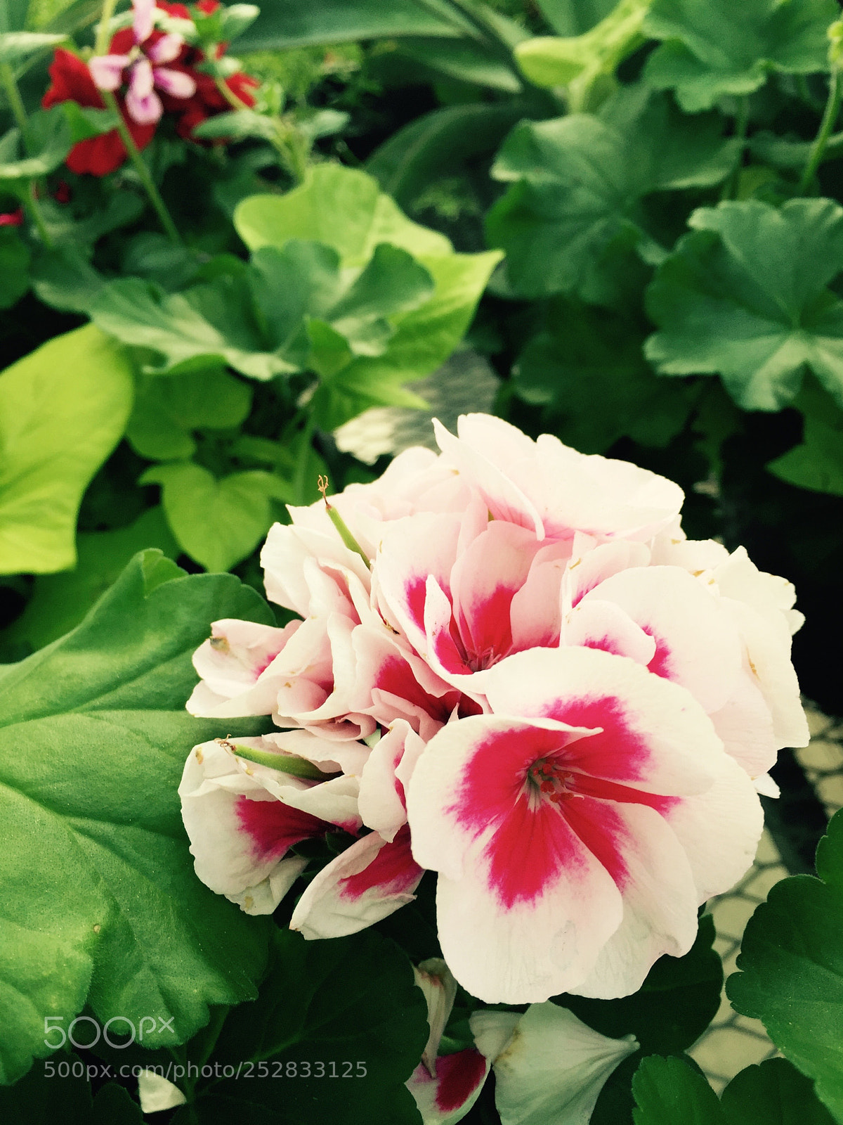 Apple iPhone 6 sample photo. Img photography