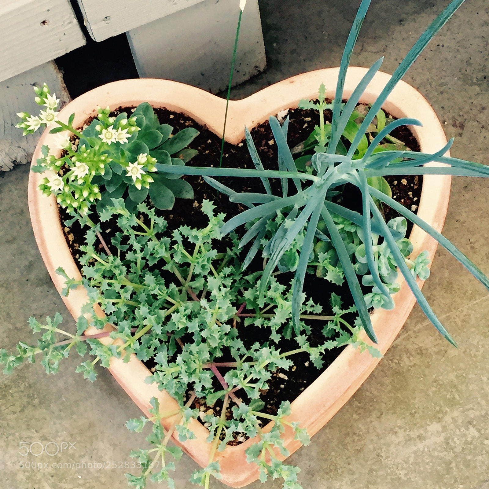 Apple iPhone 6 sample photo. Heart shaped planter photography