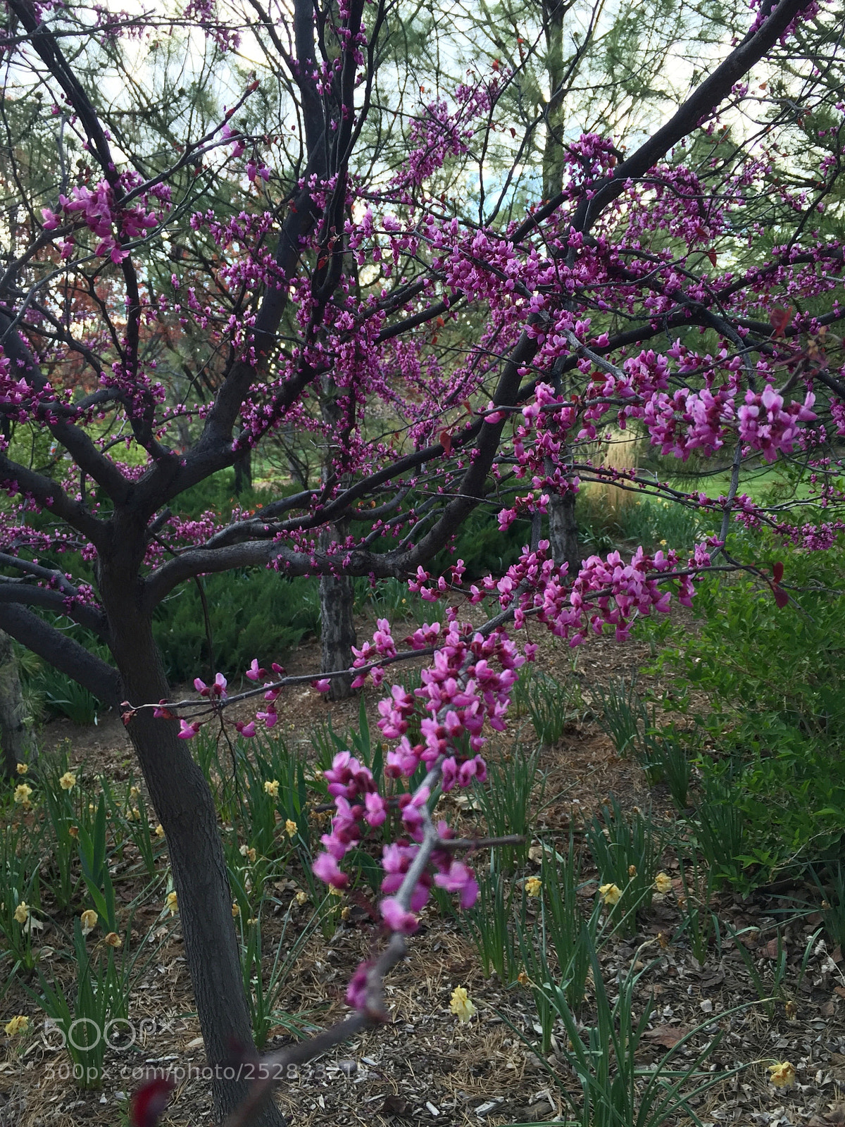 Apple iPhone 6 sample photo. Flowering tree photography