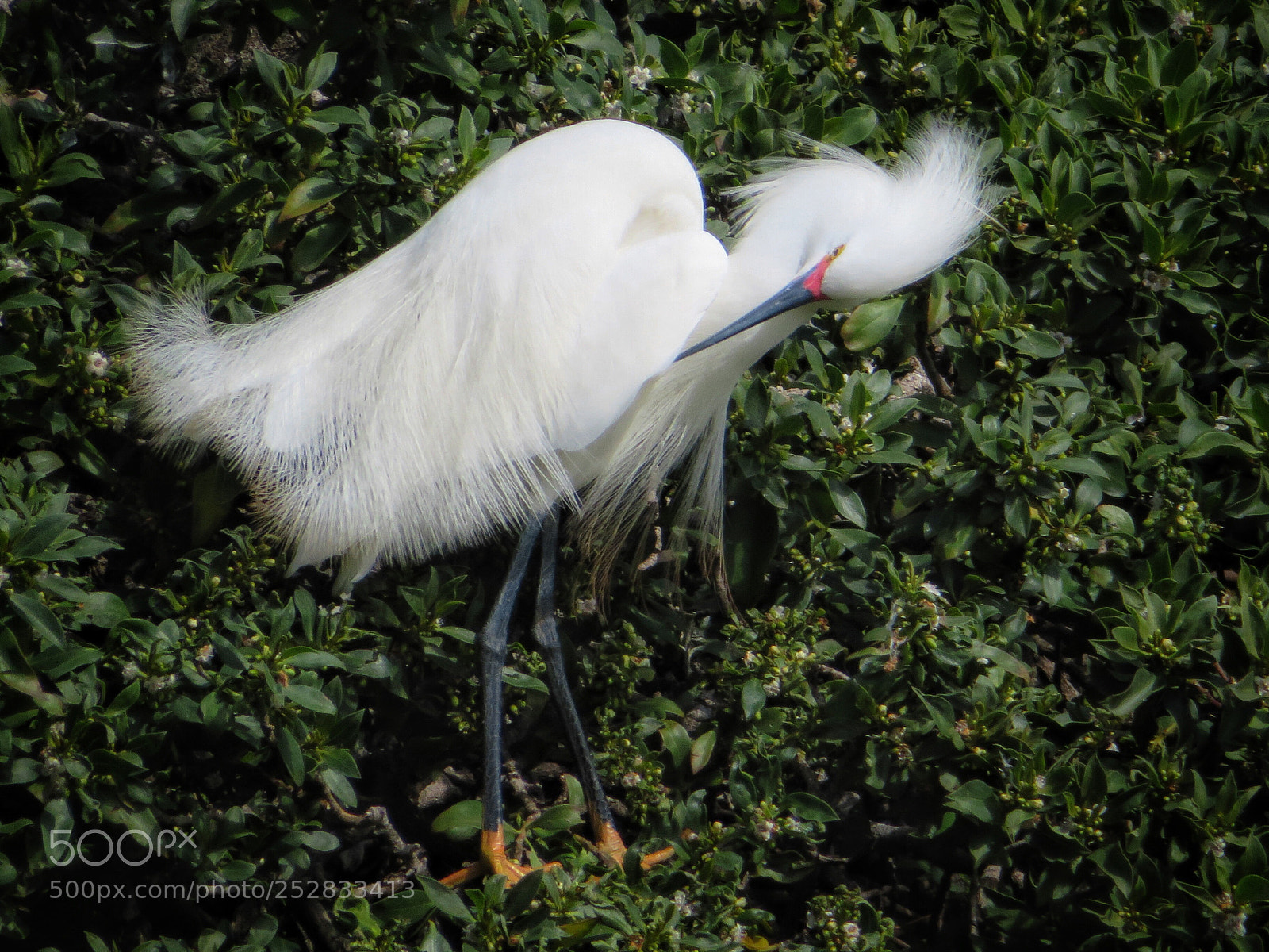 Canon PowerShot SX720 HS sample photo. Preening snowy photography