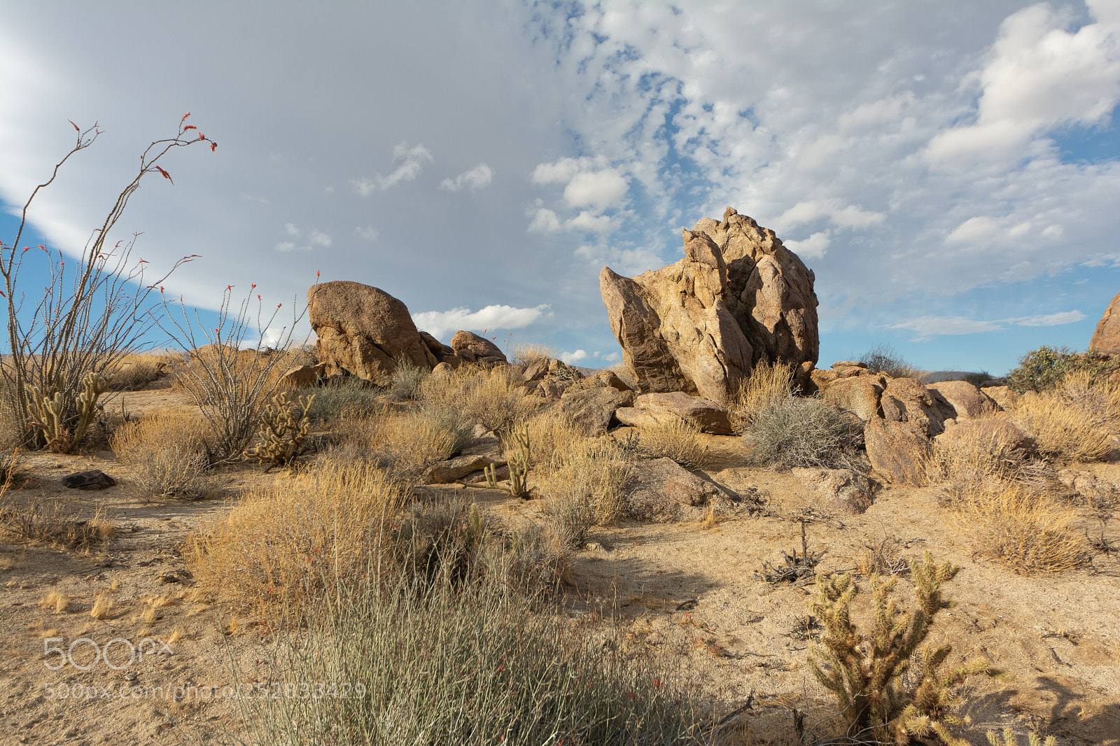 Nikon D7100 sample photo. Anzaborrego(03) photography