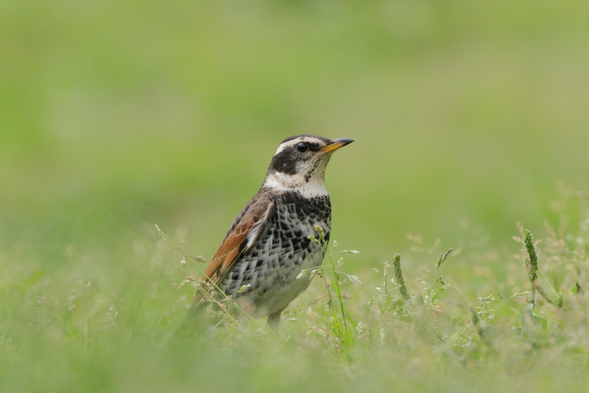 Canon EOS 7D Mark II sample photo. ツグミ 7i2a5627 photography