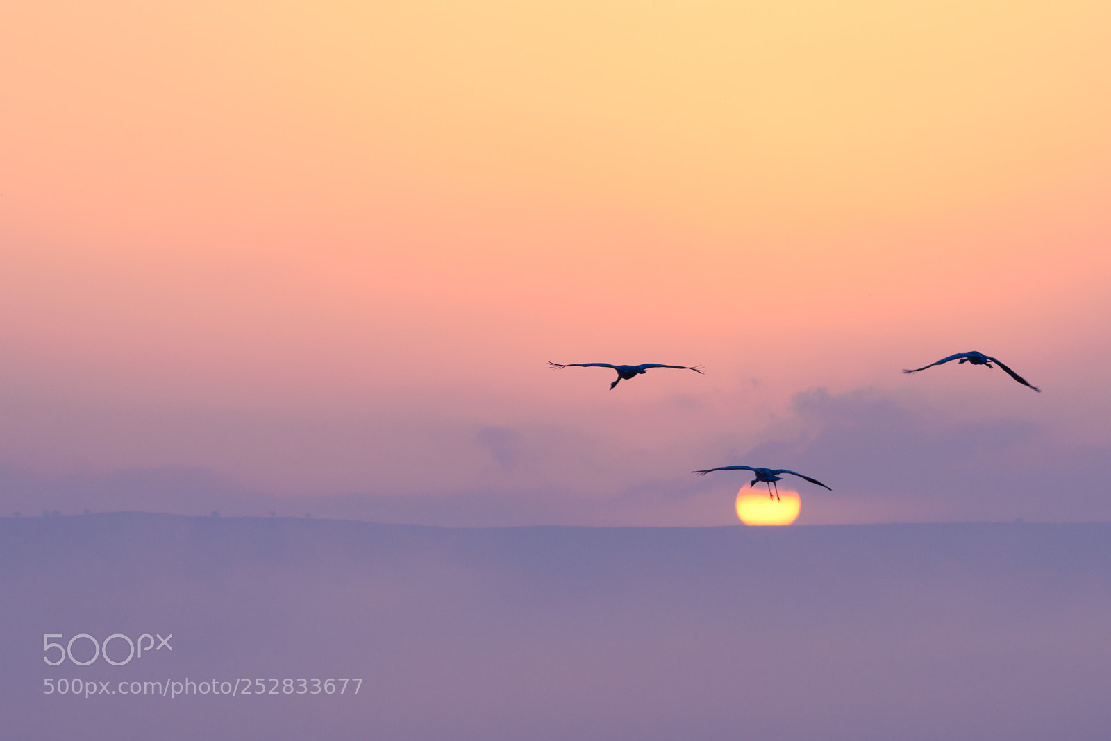 Nikon D800E sample photo. Cranes flying in the photography