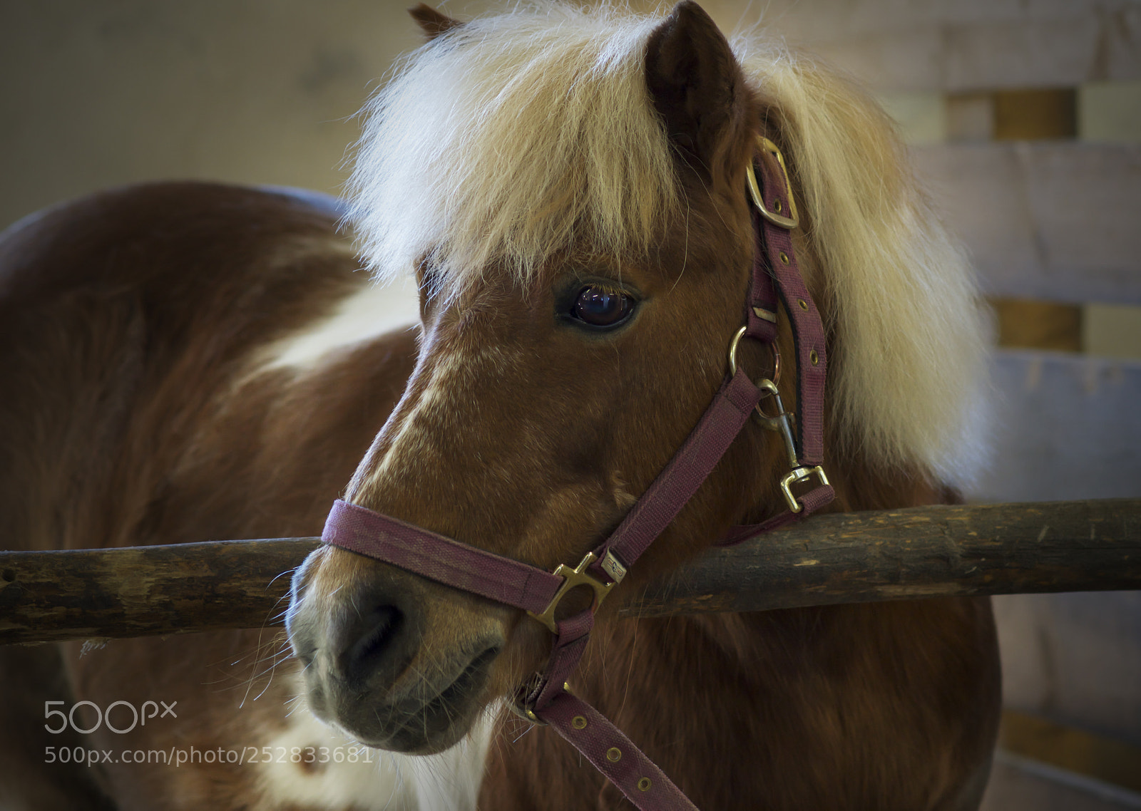 Sony SLT-A77 sample photo. Hairy pony photography