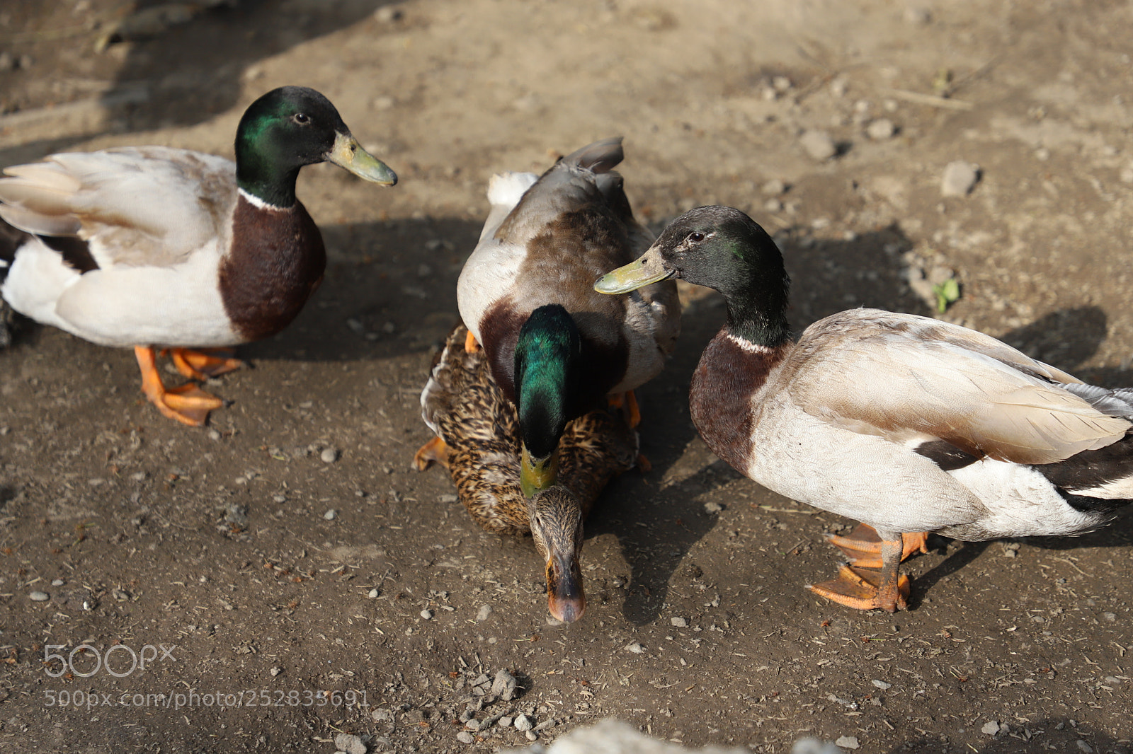 Canon EF 24-105mm F4L IS II USM sample photo. Untitled photography