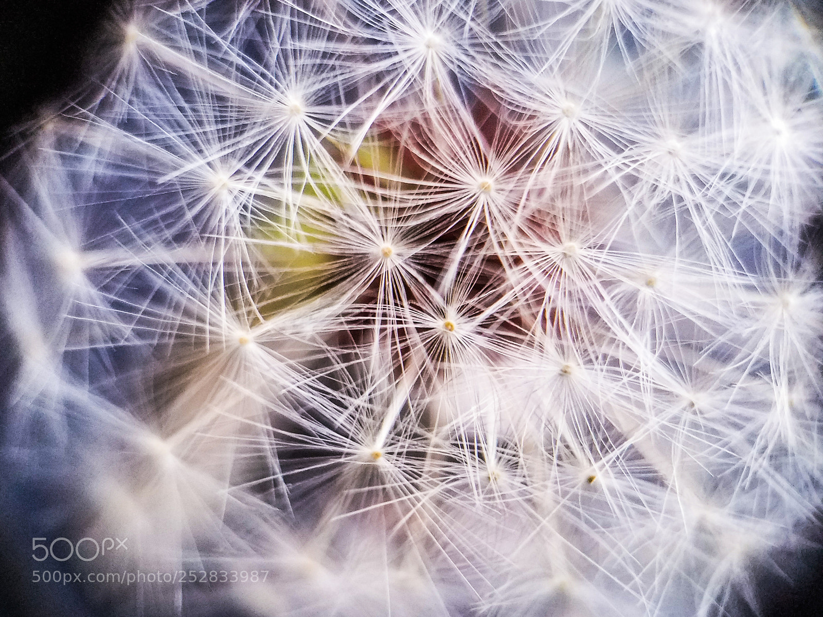 Samsung Galaxy S7 Edge sample photo. Dandelion photography