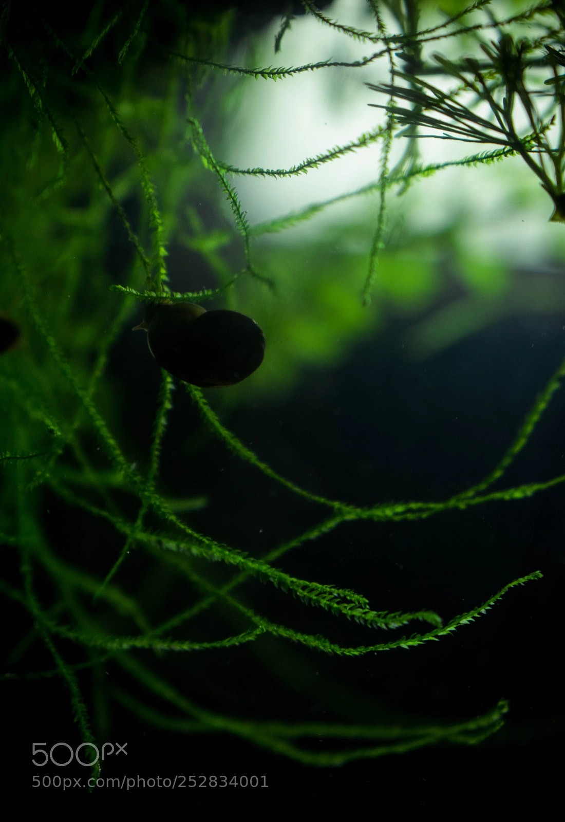 Nikon D5300 sample photo. Little hidden one photography