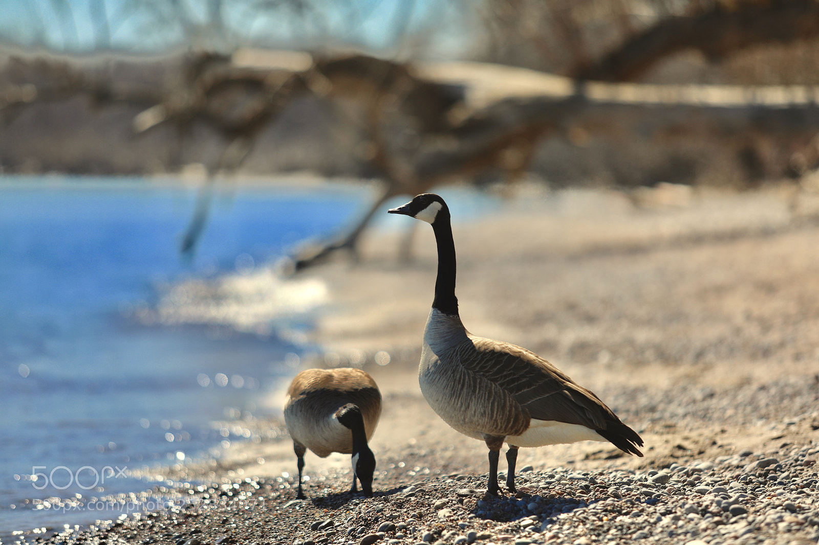 Canon EOS 5D Mark IV sample photo. Saturday afternoon geese photography