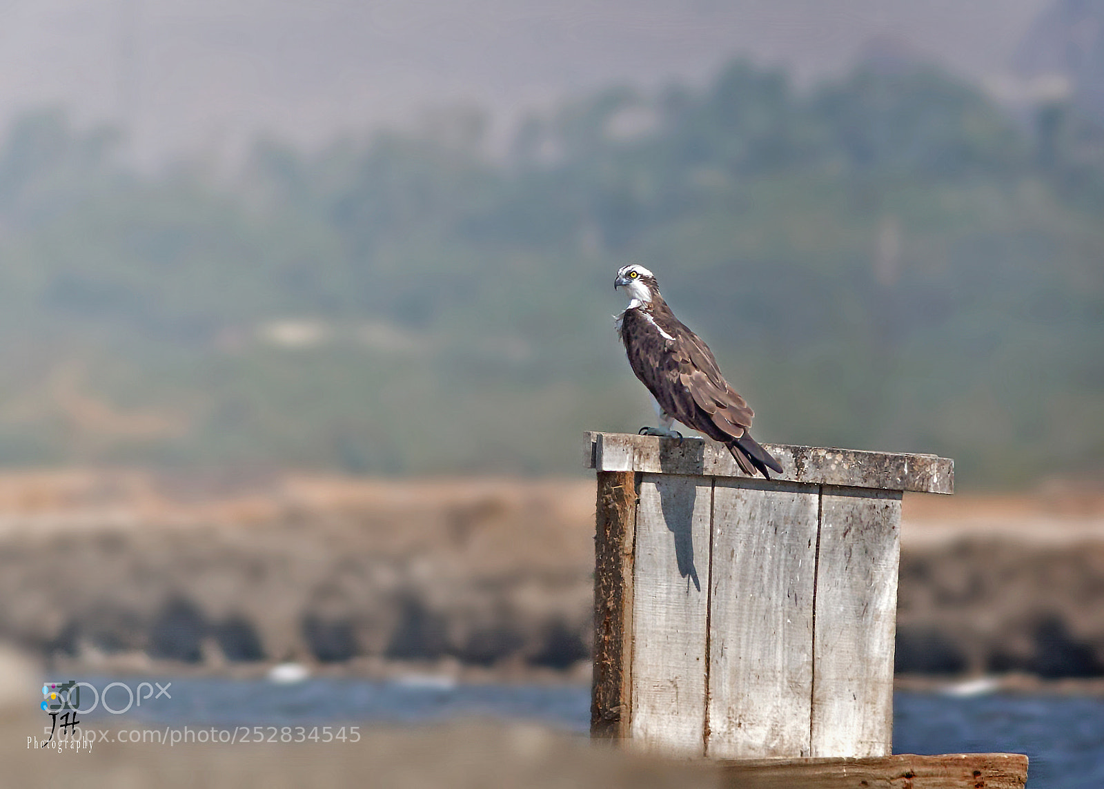 Canon EOS 70D sample photo. Resting osprey photography