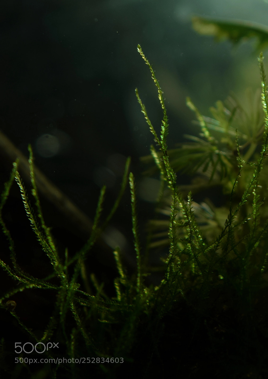 Nikon D5300 sample photo. Detalle photography