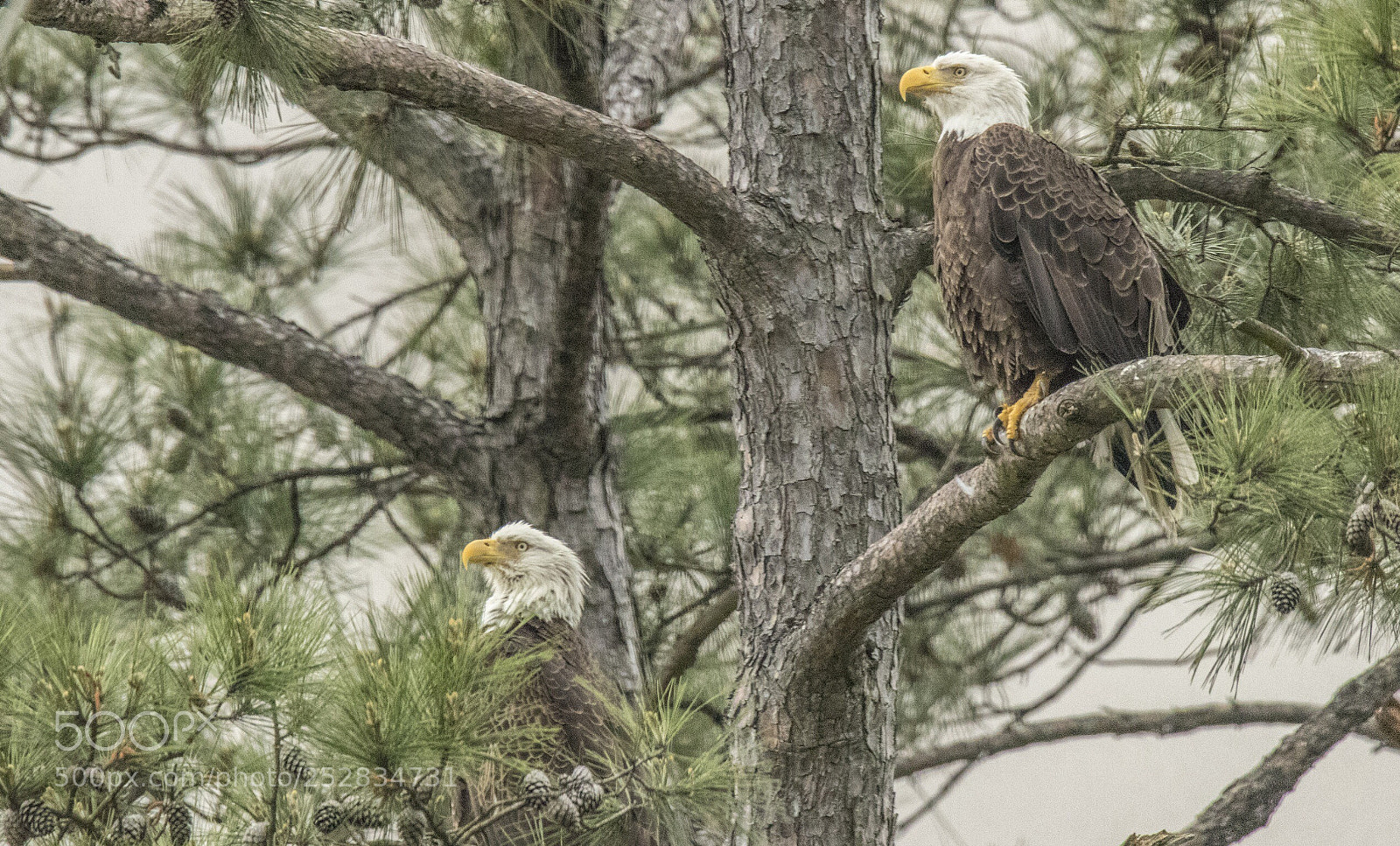 Canon EOS 80D sample photo. Bald eagles- mom & dad photography