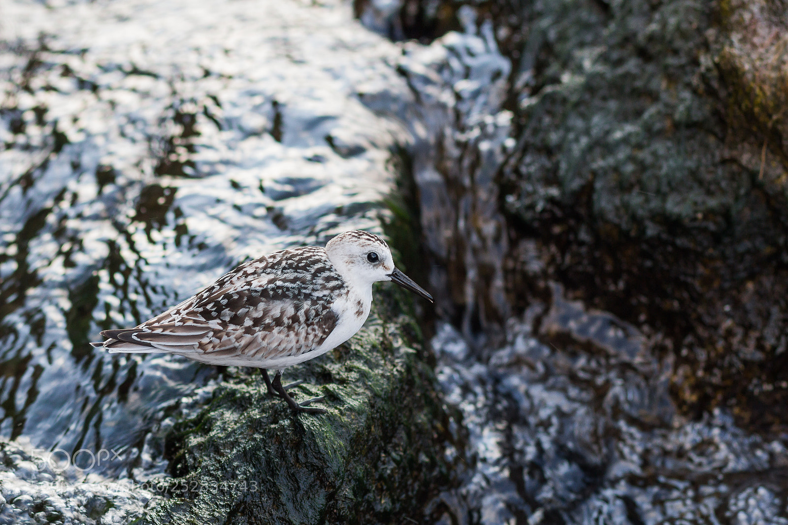 Canon EOS 600D (Rebel EOS T3i / EOS Kiss X5) sample photo. Sanderling photography