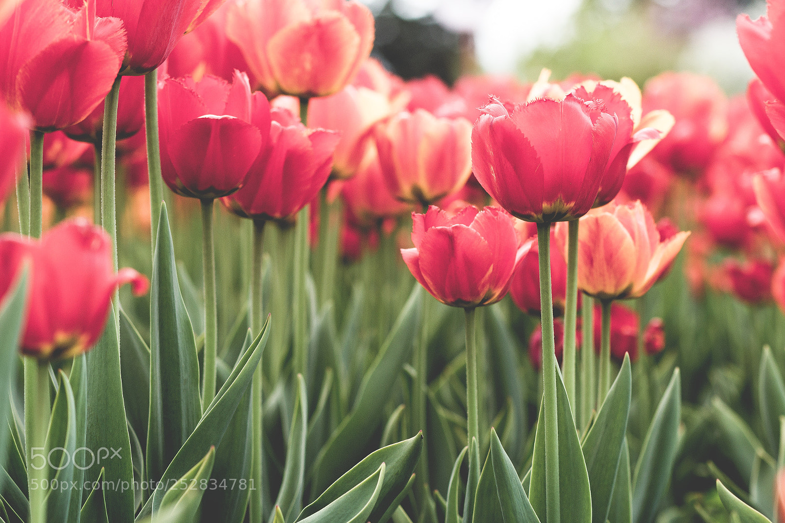 Canon EOS 600D (Rebel EOS T3i / EOS Kiss X5) sample photo. Pink tulips photography