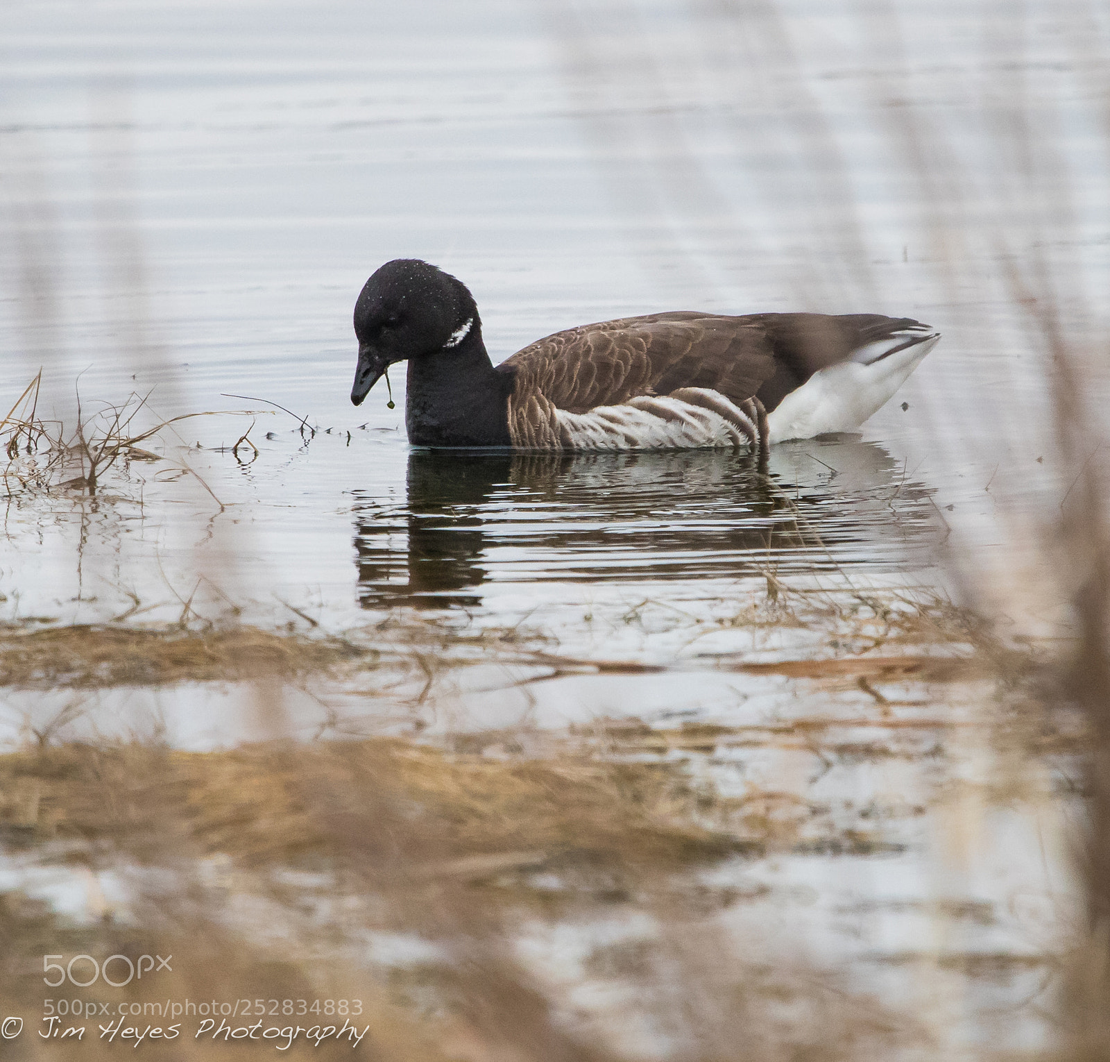 Canon EOS-1D X Mark II sample photo. Brant photography