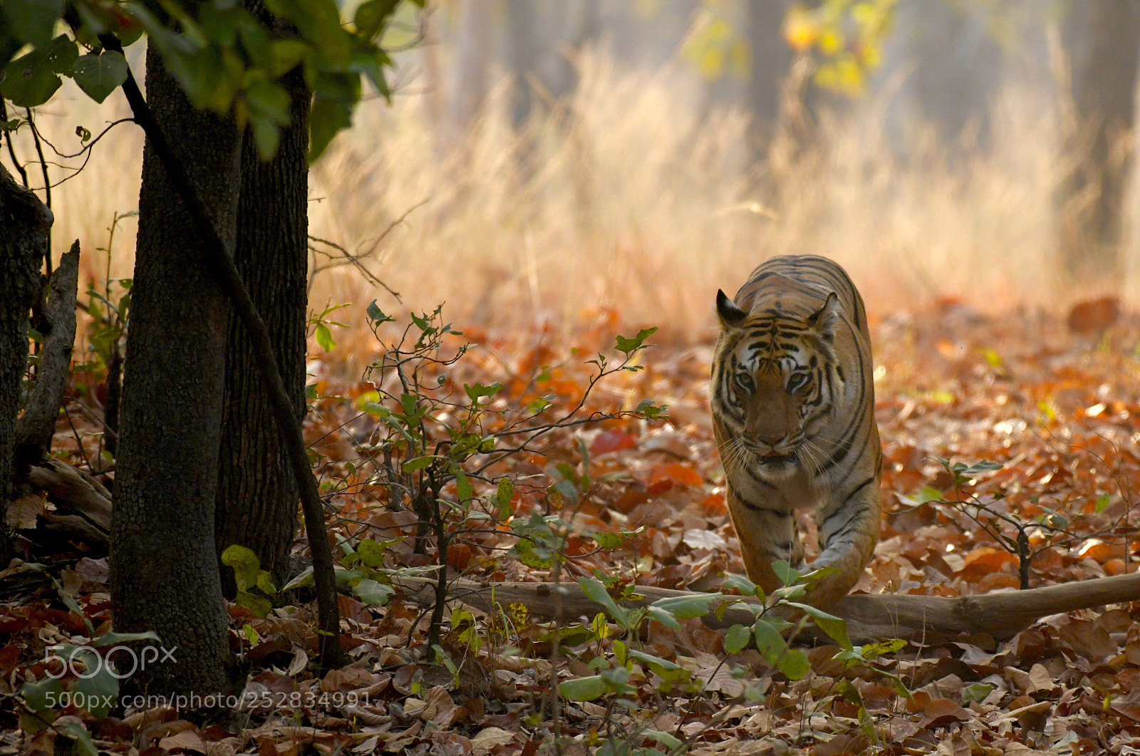 Nikon D850 sample photo. Tiger photography