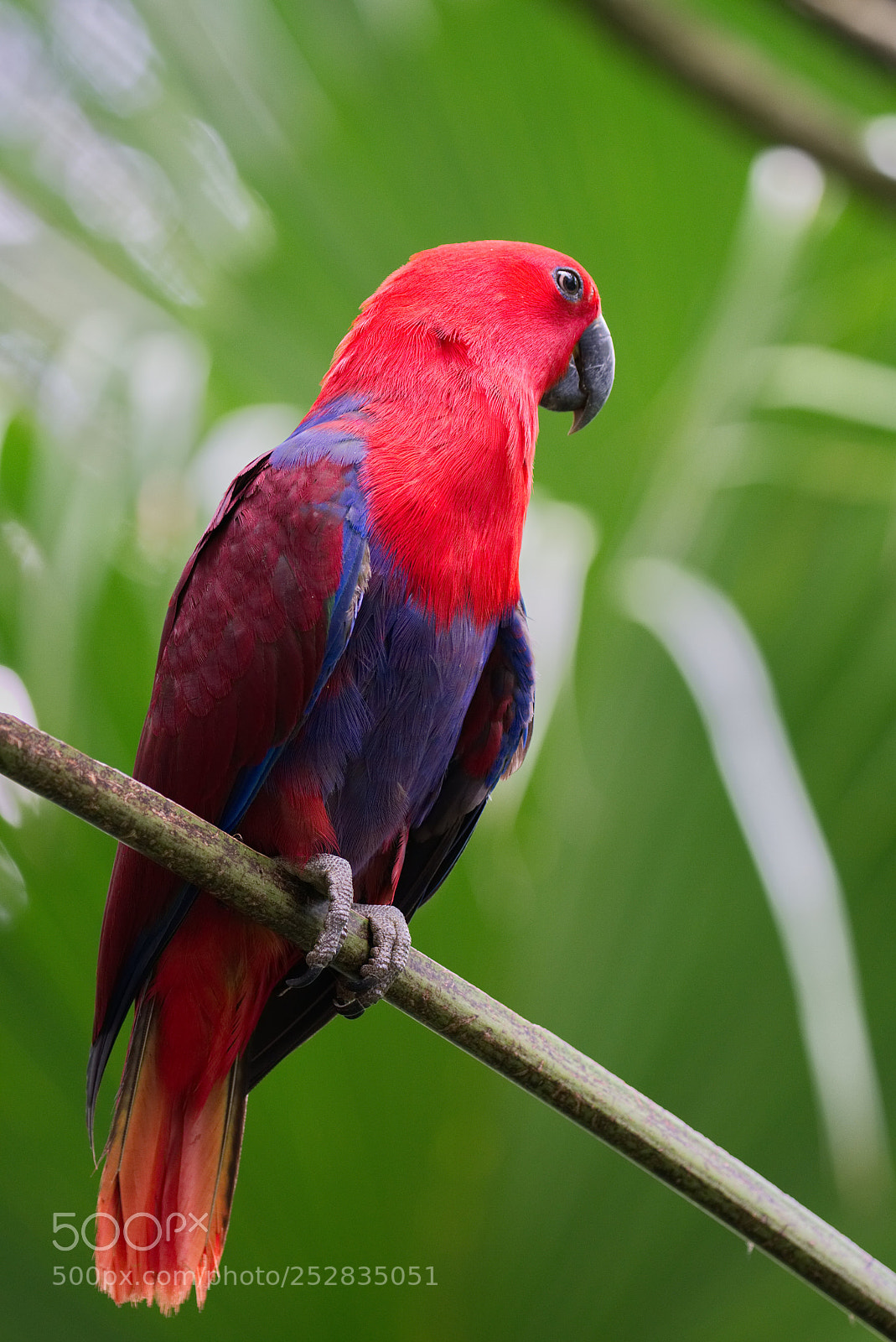 Sony a6500 sample photo. I am eclectus parrot photography