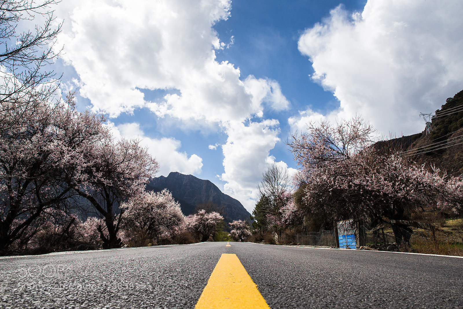 Canon EOS-1D X sample photo. 走在春天的路上 photography