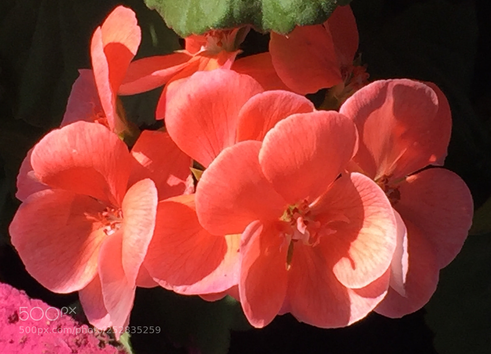 Apple iPhone 6 sample photo. Malbones de primavera photography