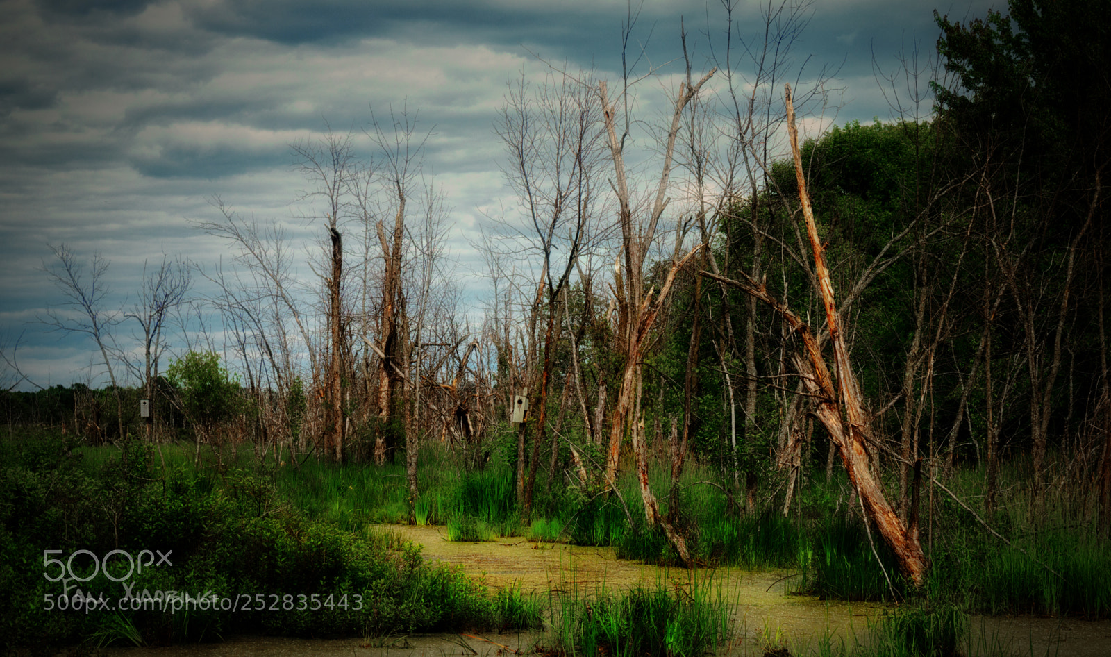 Canon EOS 70D sample photo. Wetland photography