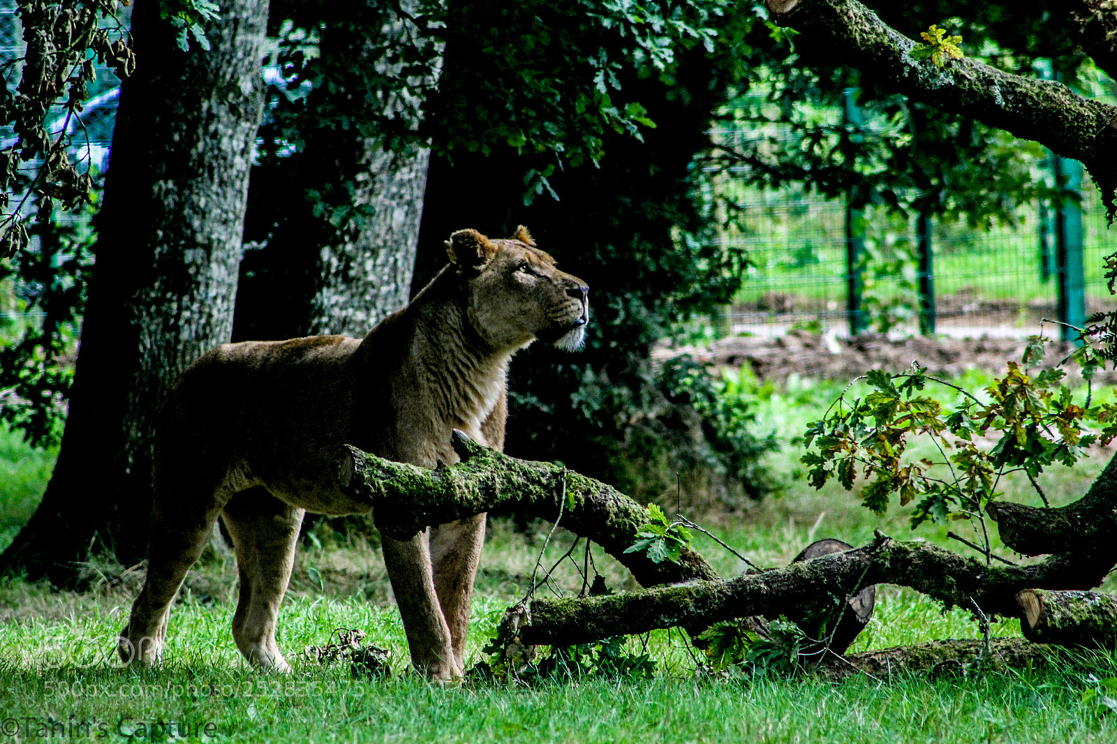 Canon EOS 60D sample photo. Lion photography