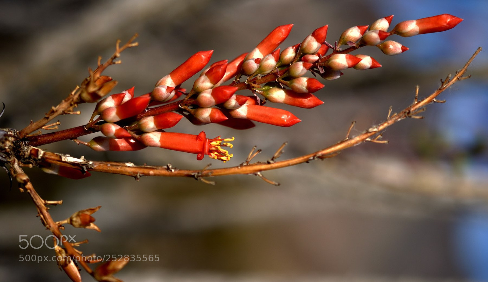 Nikon D5100 sample photo. Spring in the desert photography