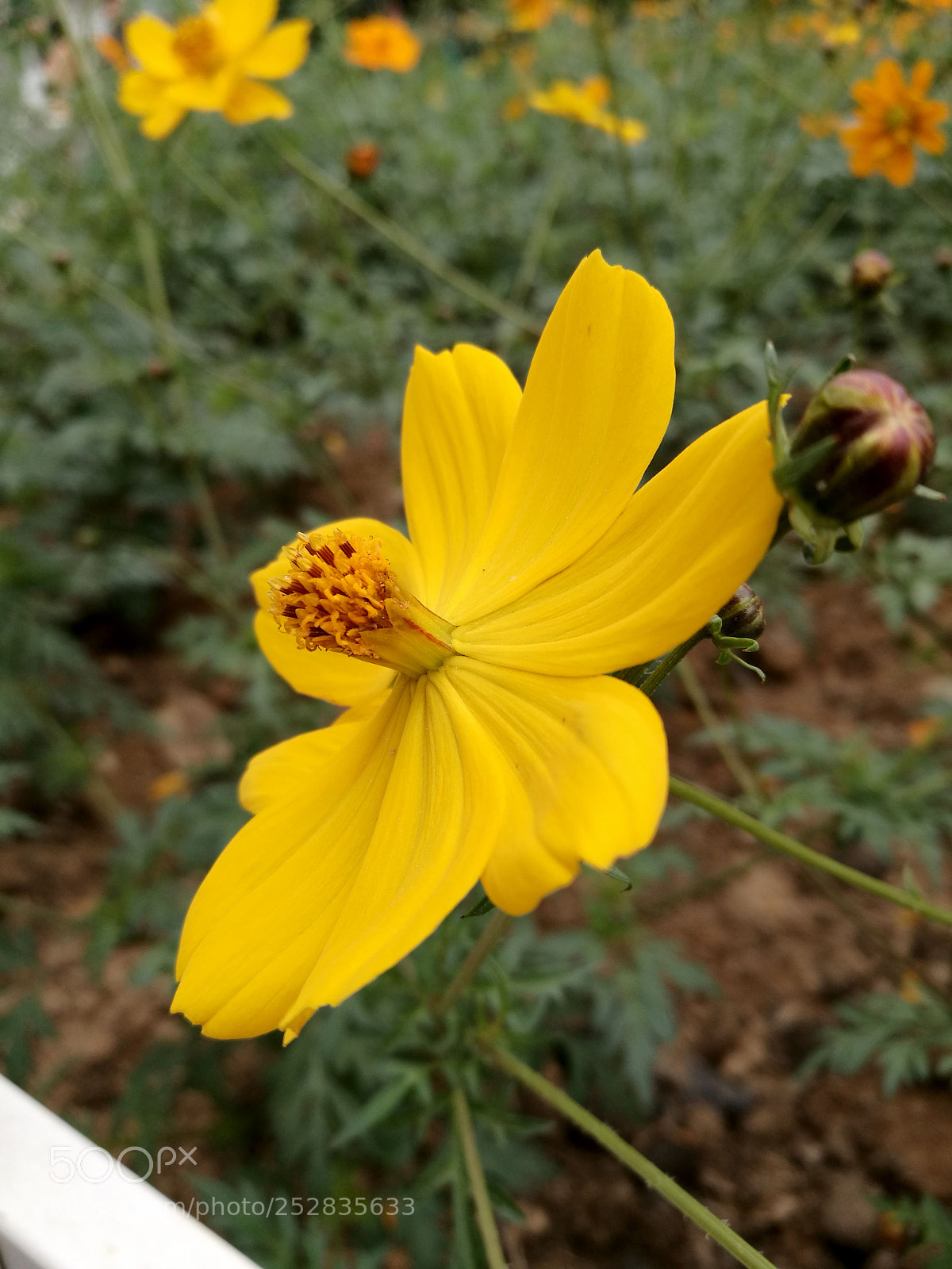 HUAWEI P9 sample photo. Cof photography
