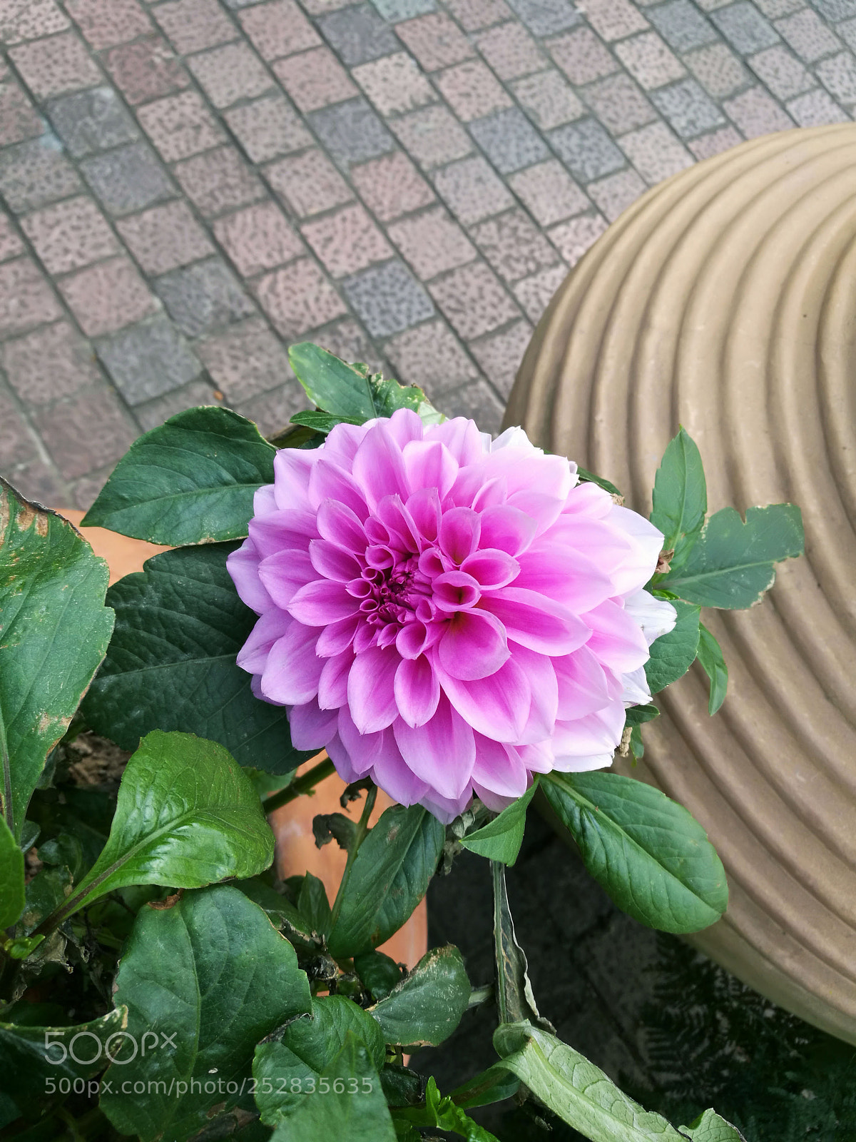 HUAWEI P9 sample photo. Bty photography