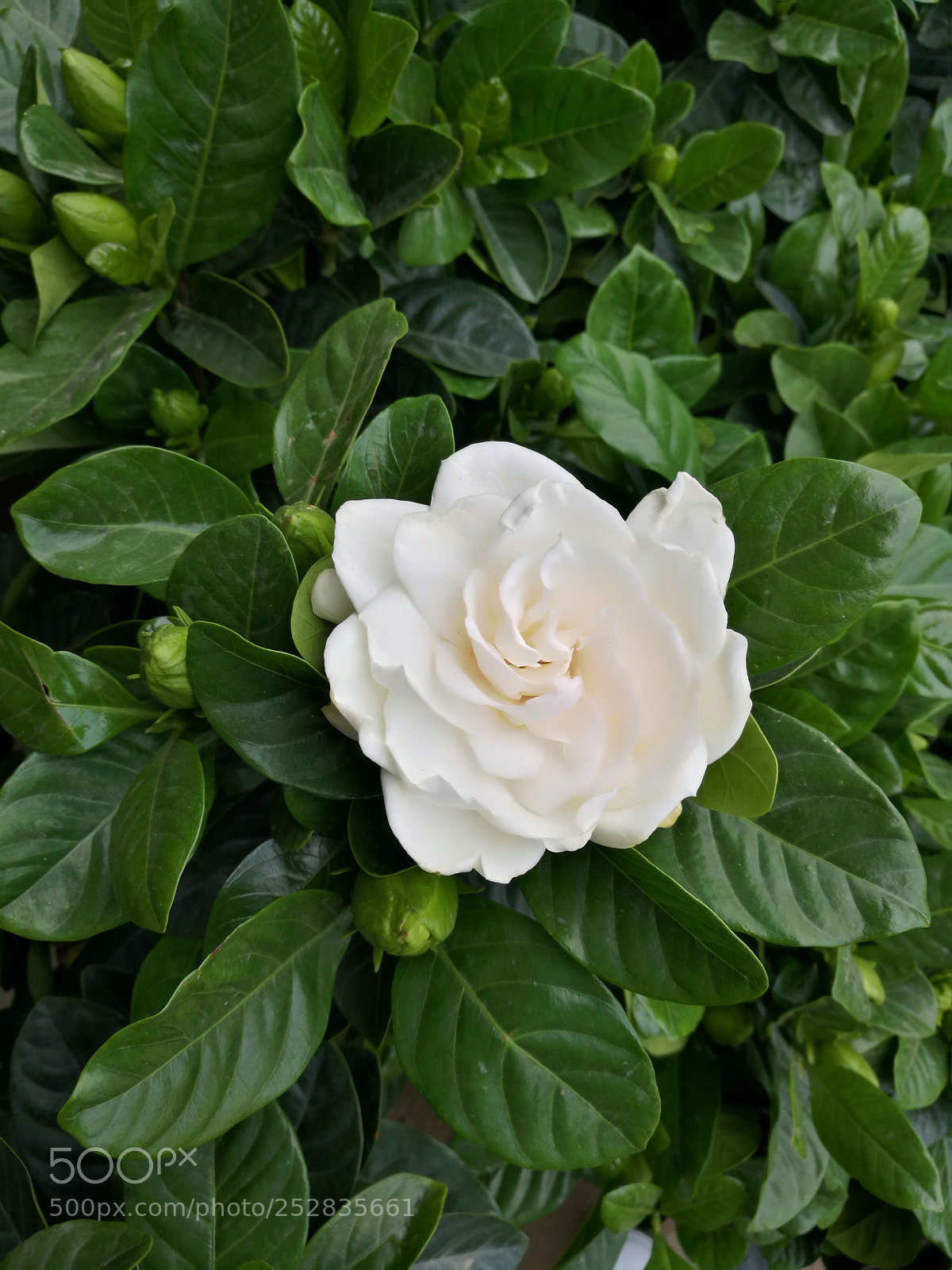 HUAWEI P9 sample photo. Bdr photography