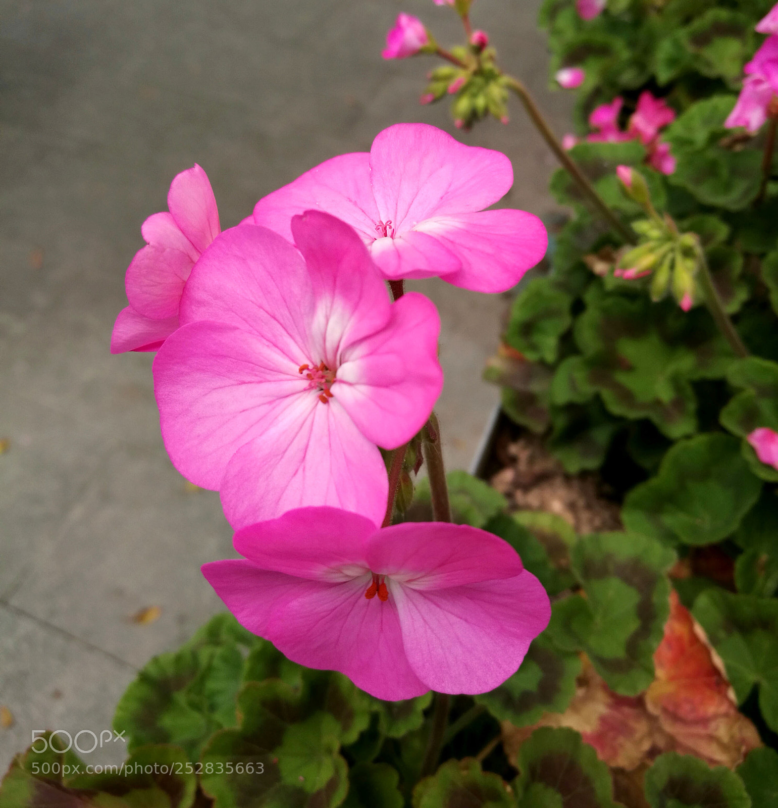 HUAWEI P9 sample photo. Bty photography