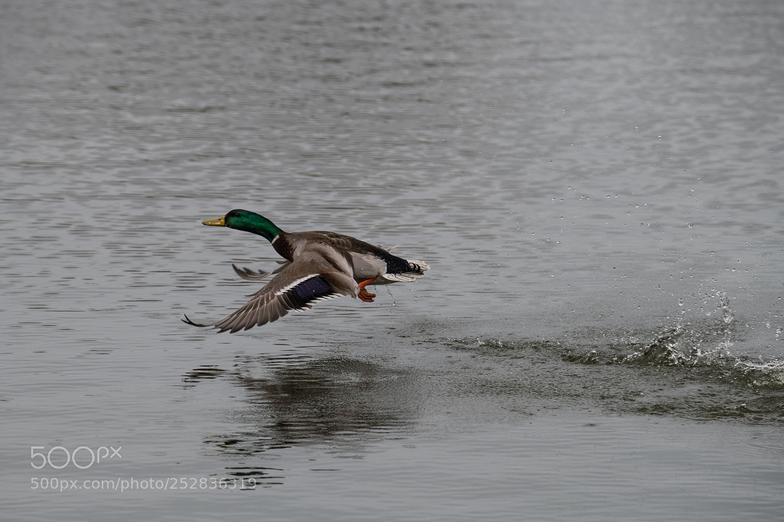 Nikon D850 sample photo. Duck.jpg photography
