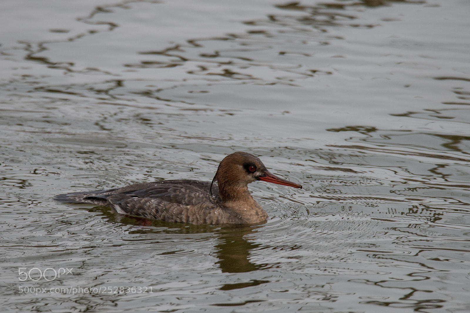 Nikon D850 sample photo. Merganser.jpg photography