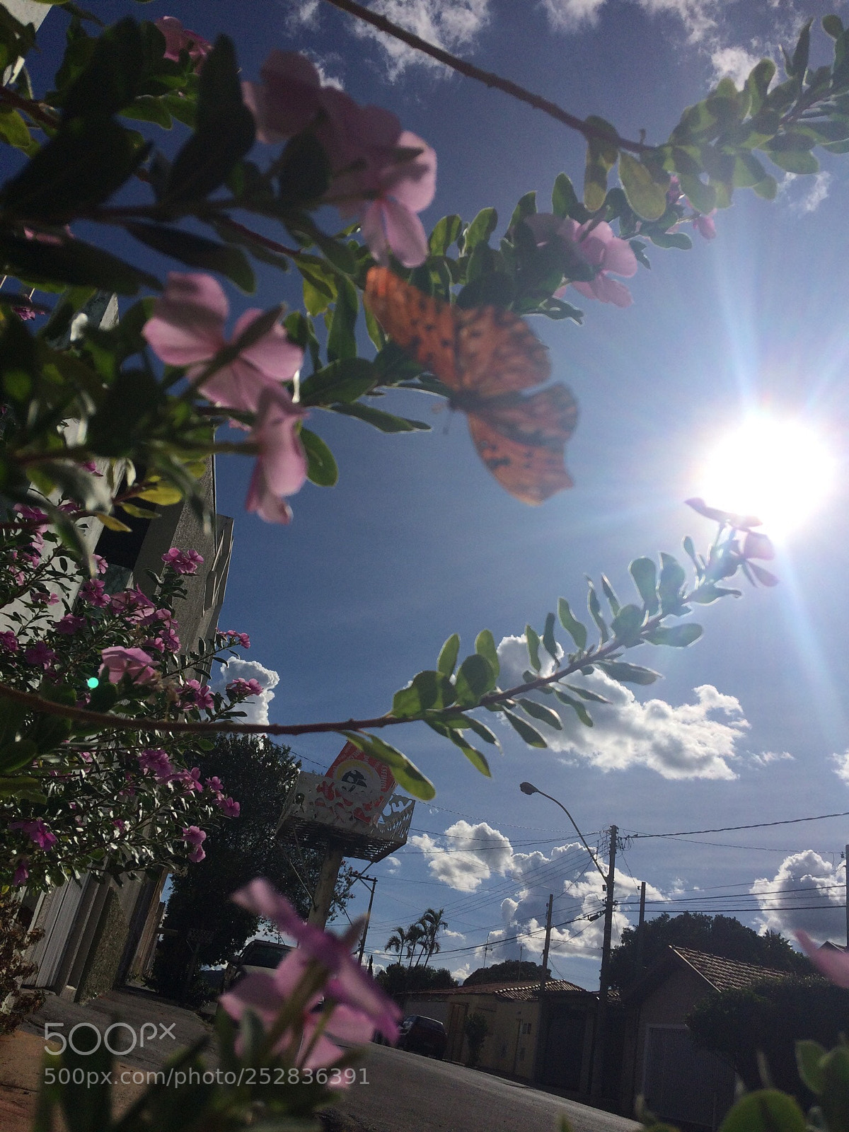 Apple iPhone 5s sample photo. Untitled photography