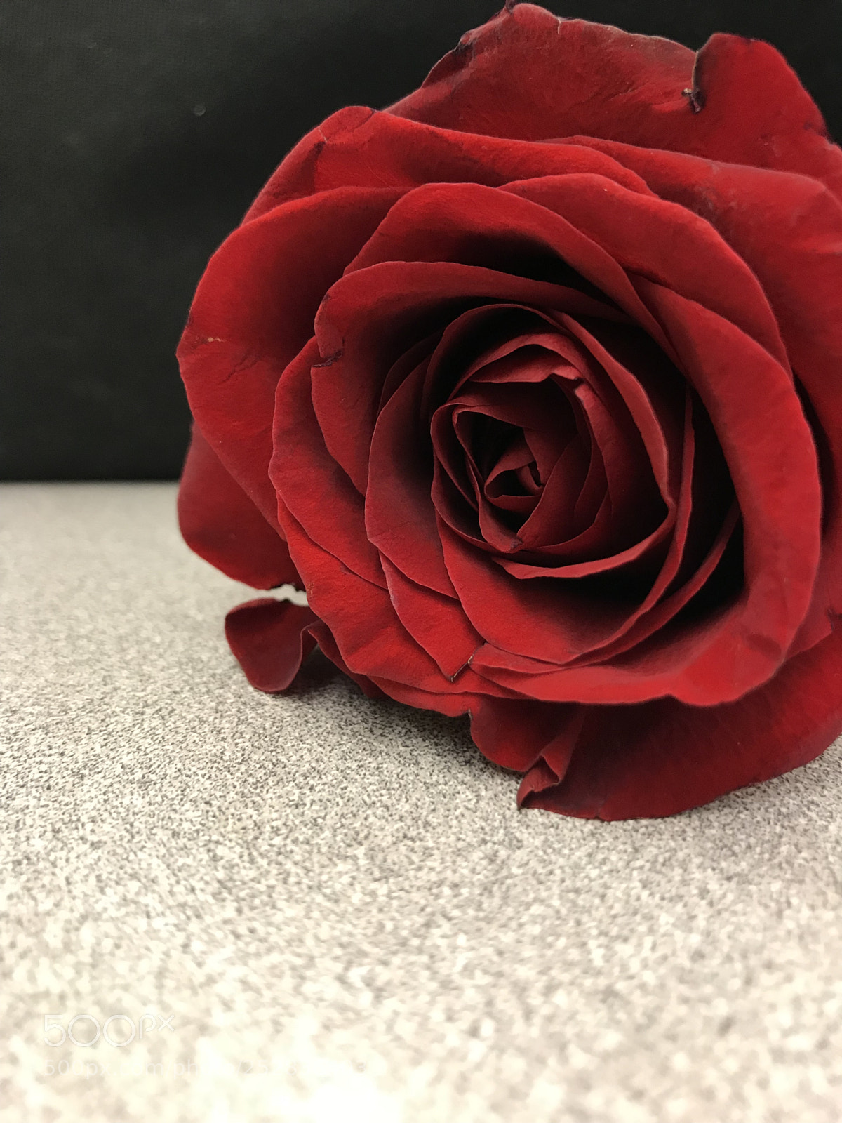 Apple iPhone 7 Plus sample photo. Beautiful rose photography