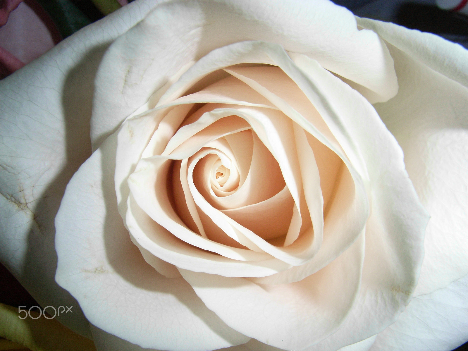 Ricoh Caplio R5 sample photo. Flower photography