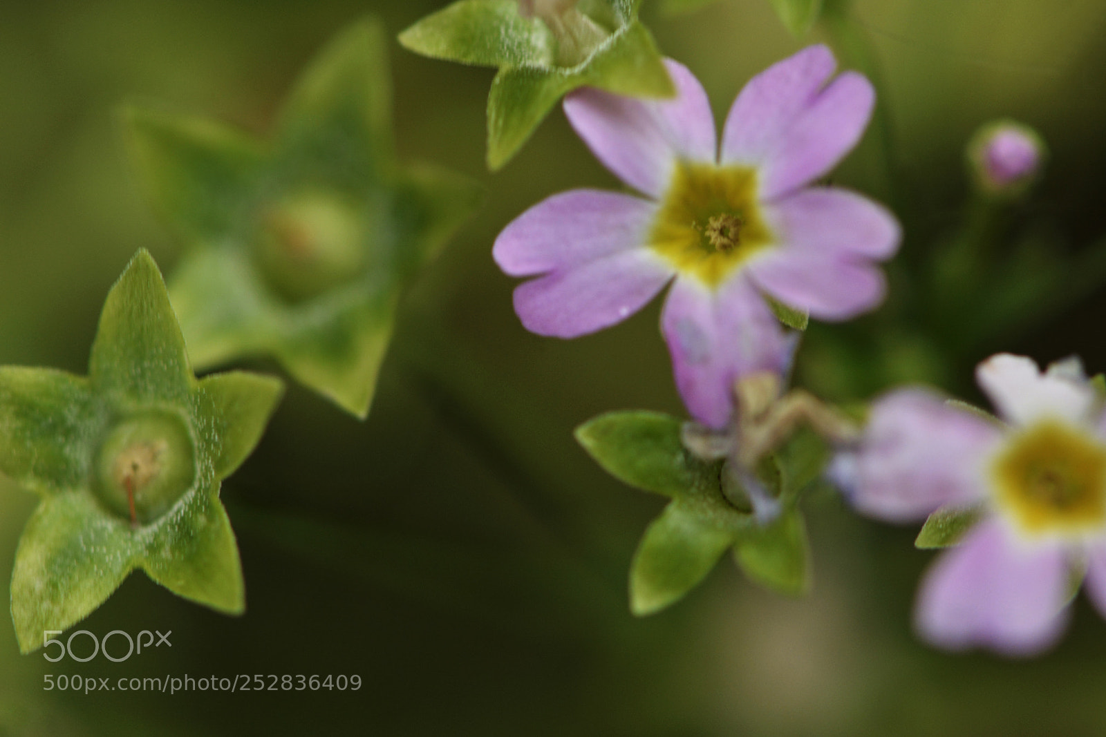 Nikon D7100 sample photo. Primula photography