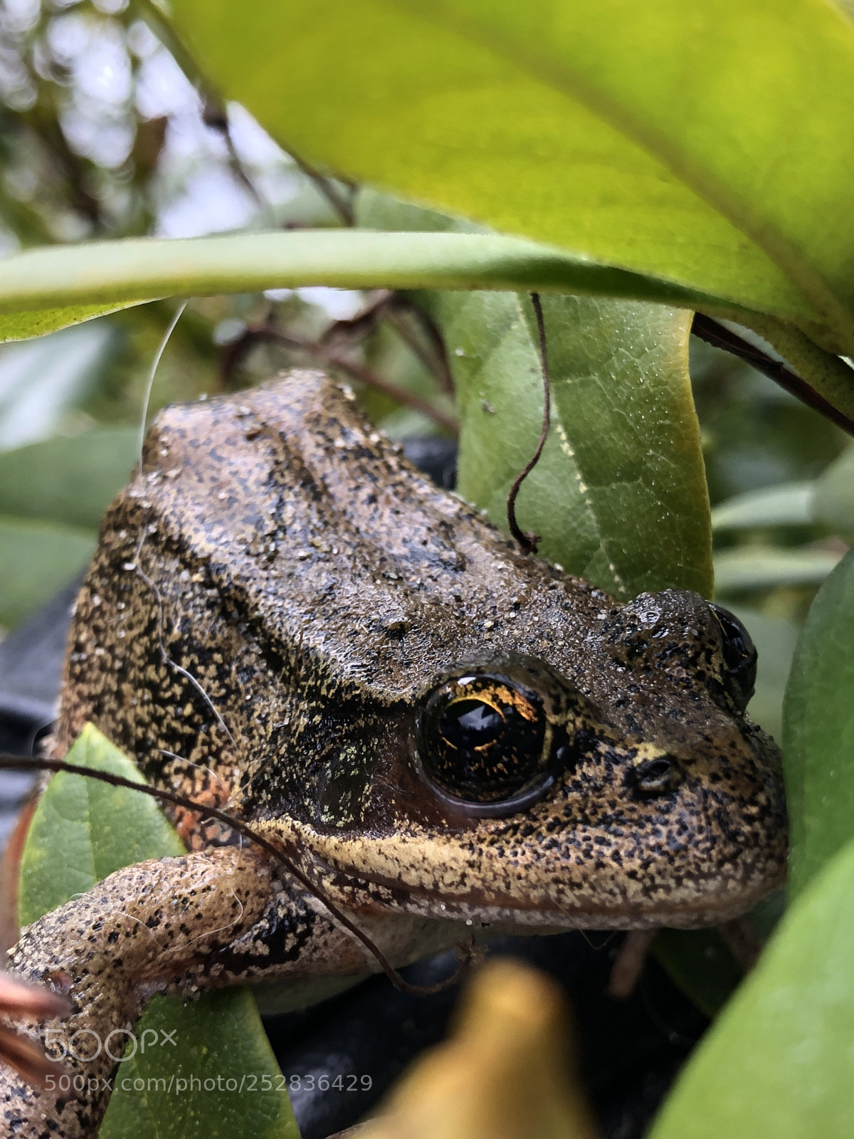 Apple iPhone X sample photo. Frog friend photography