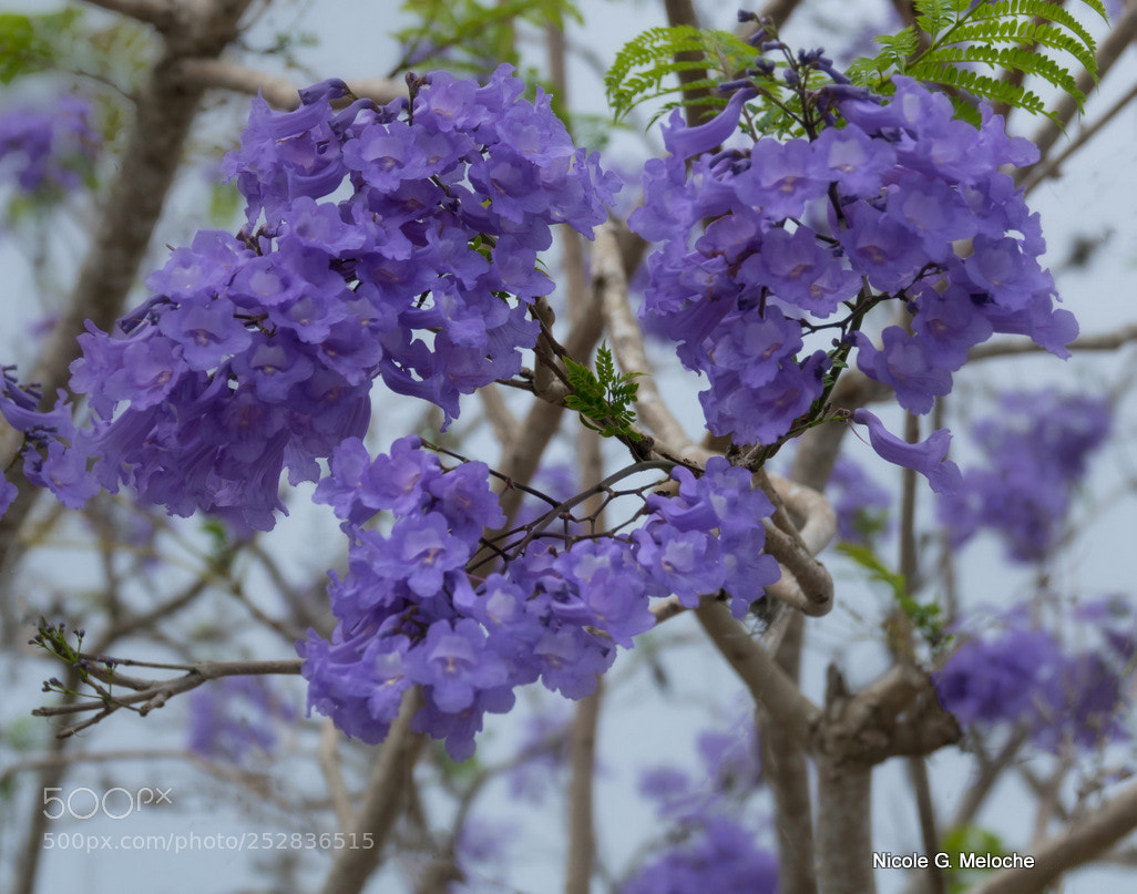 Sony Cyber-shot DSC-RX10 III sample photo. Blooming jacaranda - jacaranda photography