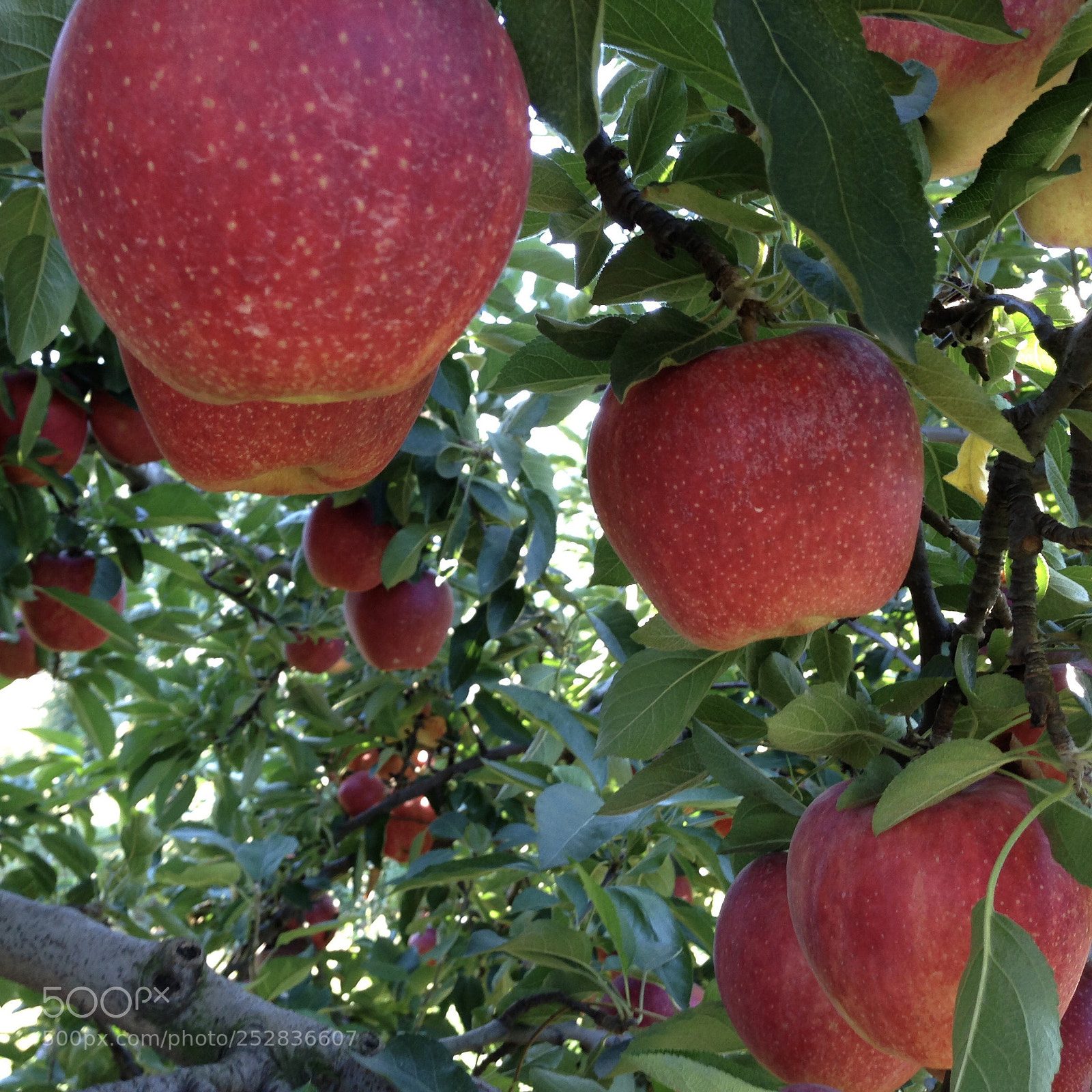 Apple iPhone 5 sample photo. Apple tree photography