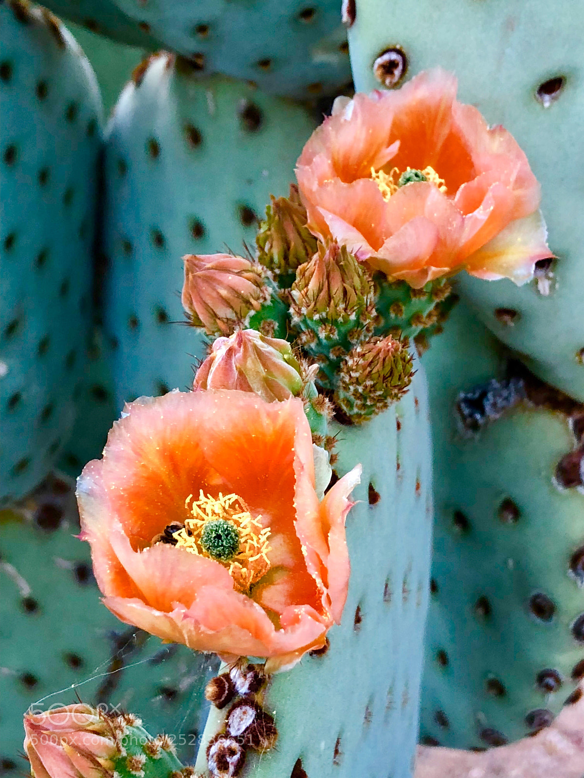 Apple iPhone 8 Plus sample photo. Blooming cacti! photography