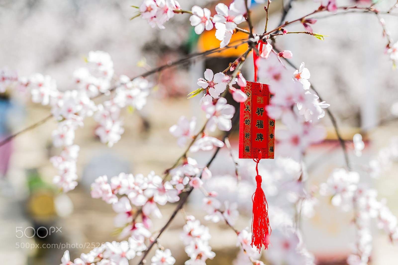 Canon EOS-1D X sample photo. 山寺桃花始盛开 photography