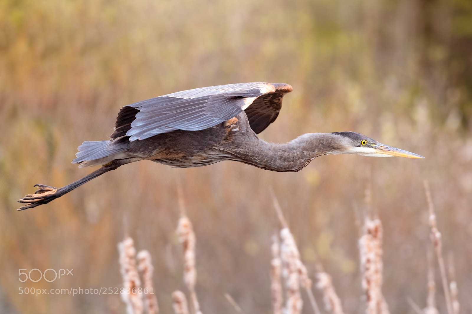 Nikon D850 sample photo. Great blue heron photography